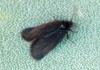 Epichnopterix plumella